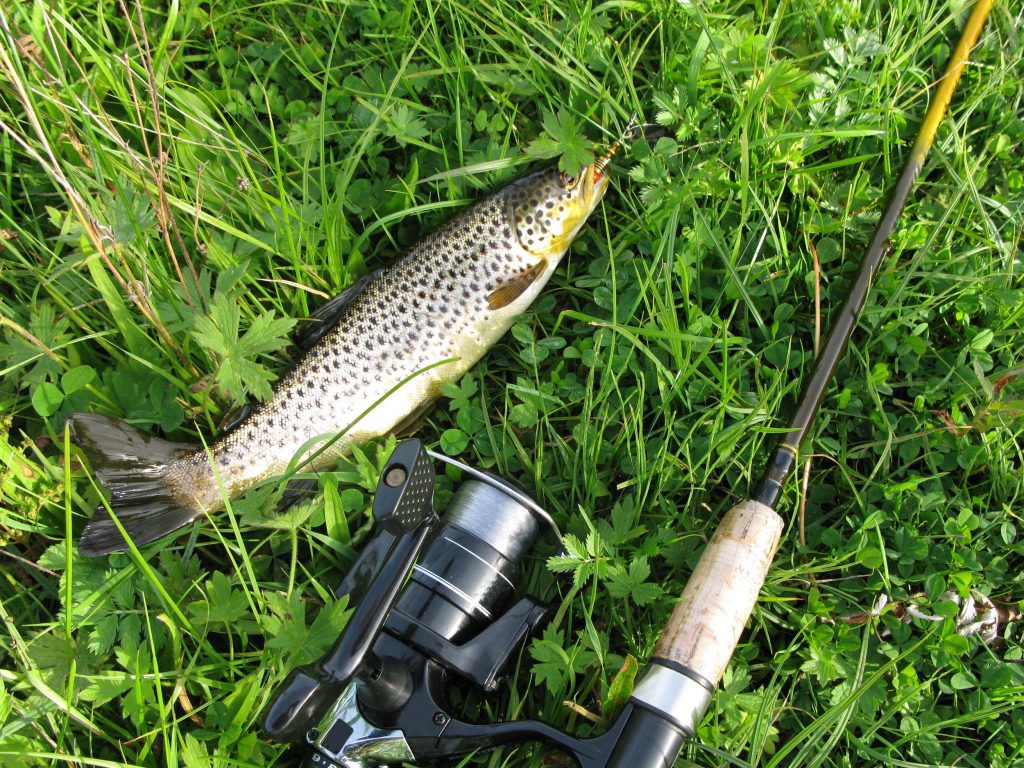 10 Tips for Fishing for Stocked Trout Whamz Fishing Tips and Guides