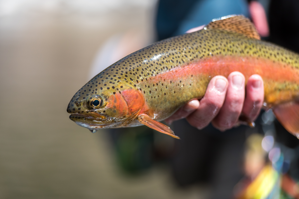 Golden Rainbow Trout Fishing