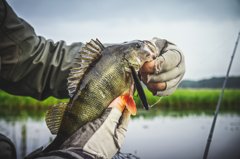 Basics of Perch Fishing