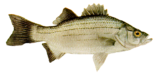 https://whamz.com/wp-content/uploads/2013/08/whitebass-1.gif