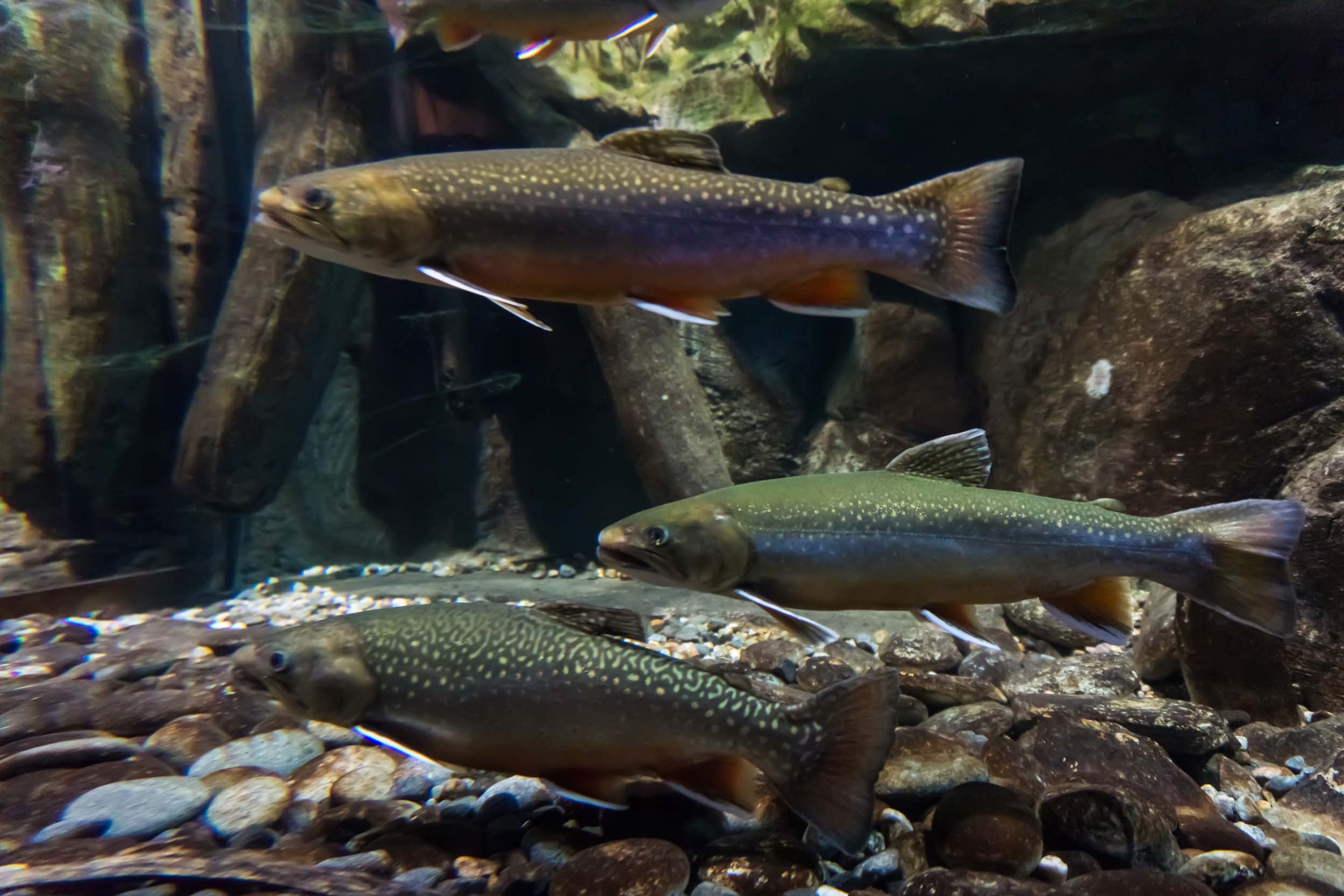 Trout Fishing Tips for Fall
